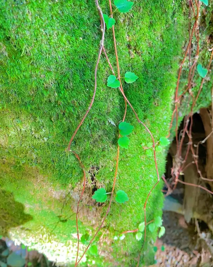 Kumano Kodo