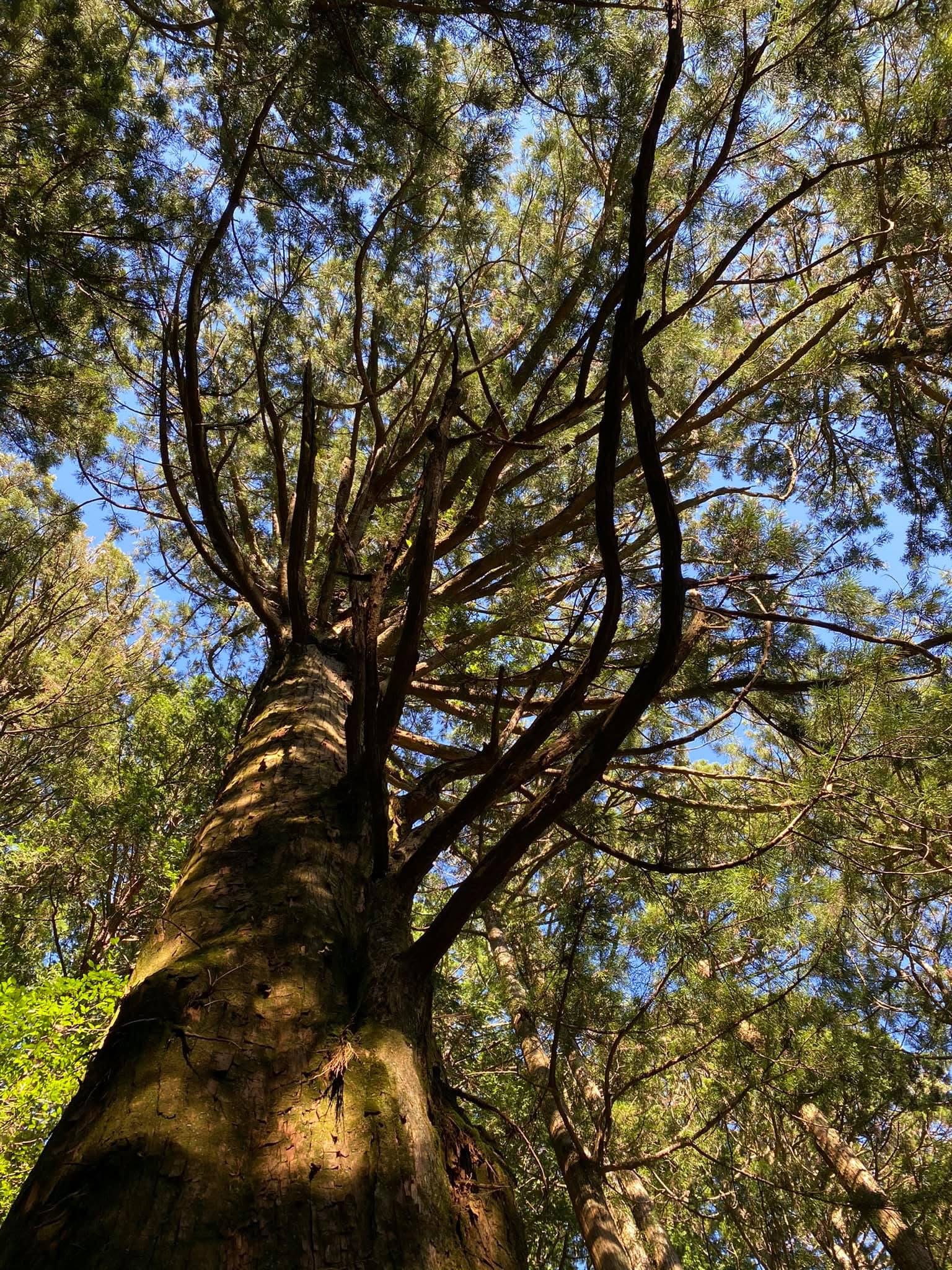 Kumano Kodo